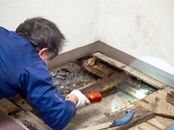 Best Mold Remediation  in Choudrant, LA