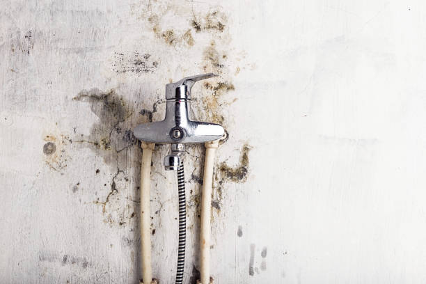 Best Local Mold Removal Service  in Choudrant, LA