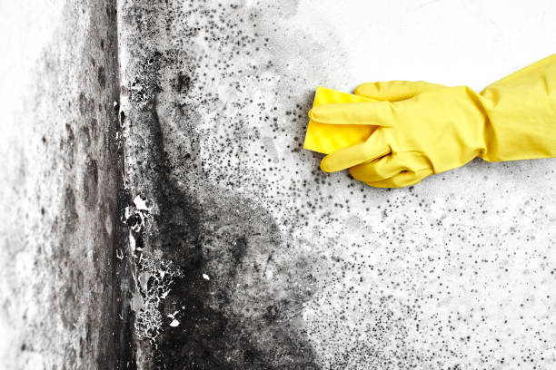 Best Mold Damage Repair  in Choudrant, LA