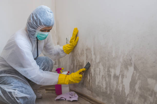 Best Office Mold Removal Services  in Choudrant, LA