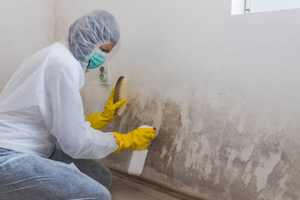 Best Mold Removal and Inspection  in Choudrant, LA