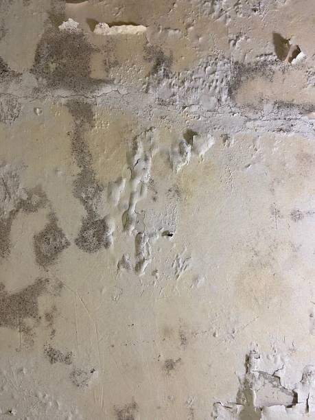 Reliable Choudrant, LA Mold Removal Solutions