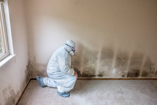 Best Fast Mold Removal  in Choudrant, LA