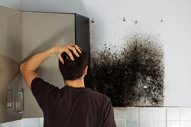Best Mold Cleaning Services  in Choudrant, LA