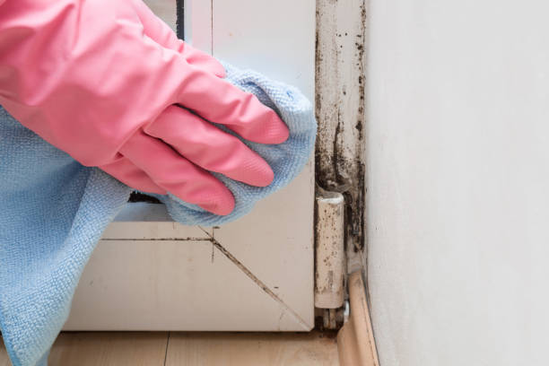 Best Local Mold Removal Service  in Choudrant, LA