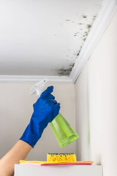 Best Mold Remediation  in Choudrant, LA