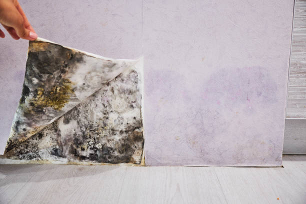Home Mold Removal in Choudrant, LA